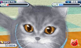 かわいい子猫3D