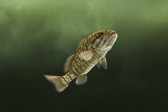 画像ギャラリー No.005のサムネイル画像 / 「Fish Hunt 世界を釣れ!」,東南アジアに位置する4つの釣り場を実装