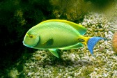 画像ギャラリー No.008のサムネイル画像 / 「Fish Hunt 世界を釣れ!」,東南アジアに位置する4つの釣り場を実装