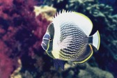 画像ギャラリー No.009のサムネイル画像 / 「Fish Hunt 世界を釣れ!」,東南アジアに位置する4つの釣り場を実装