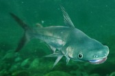 画像ギャラリー No.012のサムネイル画像 / 「Fish Hunt 世界を釣れ!」,東南アジアに位置する4つの釣り場を実装