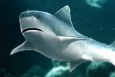画像ギャラリー No.015のサムネイル画像 / 「Fish Hunt 世界を釣れ!」,東南アジアに位置する4つの釣り場を実装
