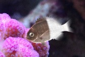 画像ギャラリー No.017のサムネイル画像 / 「Fish Hunt 世界を釣れ!」,東南アジアに位置する4つの釣り場を実装