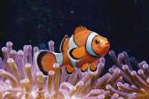画像ギャラリー No.003のサムネイル画像 / 「Fish Hunt」に東南アジアの釣り場第2弾「プーケット」などが明日実装