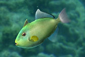 画像ギャラリー No.020のサムネイル画像 / 「Fish Hunt」，TVアニメ「よんでますよ、アザゼルさん。Z」とコラボ