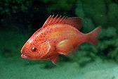 画像ギャラリー No.006のサムネイル画像 / 「Fish Hunt」，ヨーロッパを舞台にした「地中海 UPDATE-01」が実装