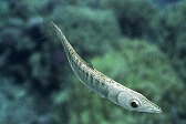 画像ギャラリー No.007のサムネイル画像 / 「Fish Hunt」，ヨーロッパを舞台にした「地中海 UPDATE-01」が実装