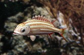 画像ギャラリー No.008のサムネイル画像 / 「Fish Hunt」，ヨーロッパを舞台にした「地中海 UPDATE-01」が実装