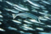 画像ギャラリー No.010のサムネイル画像 / 「Fish Hunt」，ヨーロッパを舞台にした「地中海 UPDATE-01」が実装