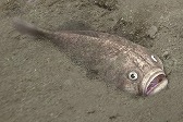 画像ギャラリー No.014のサムネイル画像 / 「Fish Hunt」，ヨーロッパを舞台にした「地中海 UPDATE-01」が実装