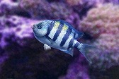 画像ギャラリー No.015のサムネイル画像 / 「Fish Hunt」，ヨーロッパを舞台にした「地中海 UPDATE-01」が実装