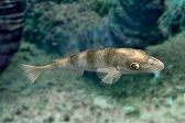 画像ギャラリー No.016のサムネイル画像 / 「Fish Hunt」，ヨーロッパを舞台にした「地中海 UPDATE-01」が実装