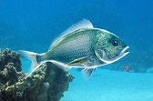 画像ギャラリー No.017のサムネイル画像 / 「Fish Hunt」，ヨーロッパを舞台にした「地中海 UPDATE-01」が実装