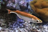 画像ギャラリー No.009のサムネイル画像 / 「Fish Hunt 世界を釣れ!」地中海の釣り場に「クレタ島」「デュデン滝」が追加