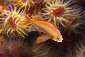 画像ギャラリー No.010のサムネイル画像 / 「Fish Hunt 世界を釣れ!」地中海の釣り場に「クレタ島」「デュデン滝」が追加