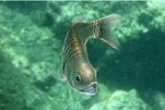 画像ギャラリー No.014のサムネイル画像 / 「Fish Hunt 世界を釣れ!」,新たな釣り場として地中海エリアに「ナイル川」が追加。SSコンテストやギルド対抗イベントも