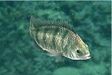 画像ギャラリー No.017のサムネイル画像 / 「Fish Hunt 世界を釣れ!」,新たな釣り場として地中海エリアに「ナイル川」が追加。SSコンテストやギルド対抗イベントも