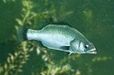 画像ギャラリー No.018のサムネイル画像 / 「Fish Hunt 世界を釣れ!」,新たな釣り場として地中海エリアに「ナイル川」が追加。SSコンテストやギルド対抗イベントも