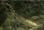 画像ギャラリー No.019のサムネイル画像 / 「Fish Hunt 世界を釣れ!」,新たな釣り場として地中海エリアに「ナイル川」が追加。SSコンテストやギルド対抗イベントも