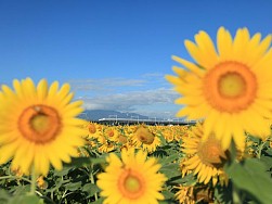 画像ギャラリー No.014のサムネイル画像 / 全国を旅する気分も味わえるカードゲーム「完乗！全国鉄道の旅」が配信