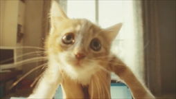 画像ギャラリー No.004のサムネイル画像 / 「GRAVITY DAZE 2」,伊藤万理華さんを起用したPV「GRAVITY CAT / 重力的眩暈子猫編」を公開。「GRAVITY DAZE」の世界観が実写ムービーに