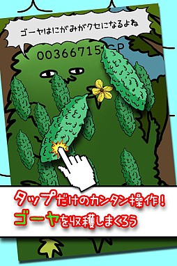 毎日のゴーヤ