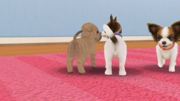 画像ギャラリー No.003のサムネイル画像 / 「てのひらワンコ」，ベストショットコンテストの応募受付がスタート