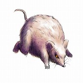 画像ギャラリー No.031のサムネイル画像 / 「LA-MULANA EX」が本日発売。ピグミースタジオとNIGOROのメンバーに,その見どころと思い出のエピソードについて聞いてみた