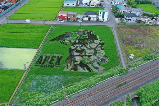 画像ギャラリー No.002のサムネイル画像 / 「Apex Legends」田んぼアートお披露目会レポート。色とりどりの稲で描かれた巨大ブラハが出現！