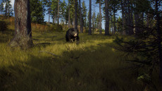 画像ギャラリー No.004のサムネイル画像 / ハンティングゲーム「Way of the Hunter」，動物紹介トレイラー第2弾を公開。美しい自然の中で暮らすアカシカやシャモアなどの姿が確認できる