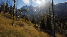 画像ギャラリー No.007のサムネイル画像 / ハンティングゲーム「Way of the Hunter」，動物紹介トレイラー第2弾を公開。美しい自然の中で暮らすアカシカやシャモアなどの姿が確認できる